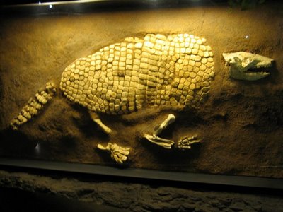 Fossil Armadillo