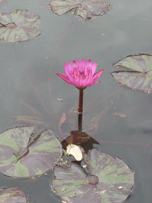 Spring Flowers, The Writing Life, Lost Pines
