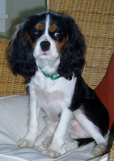 Animal Muses Interview: Winston B. Larson (Muse to Kirby Larson) & Dashiell A. Nethery (Muse to Mary Nethery)