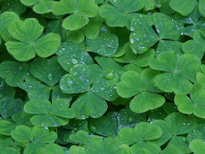 Cynsational News, Giveaways & Happy St. Patrick’s Day